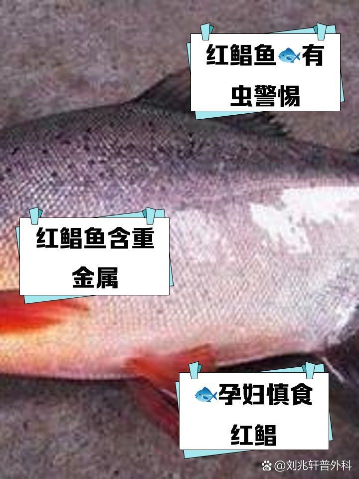 紅鯧魚為何要少吃一點|養(yǎng)殖紅鯧魚的注意事項