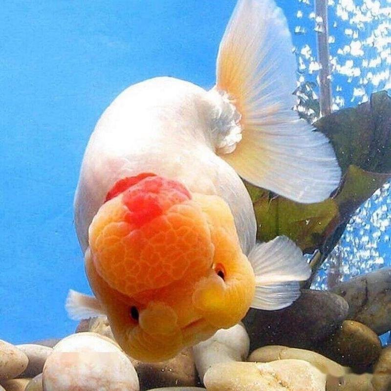 金魚的頭部為什么凸的呢？|金魚頭部凸起是什么？