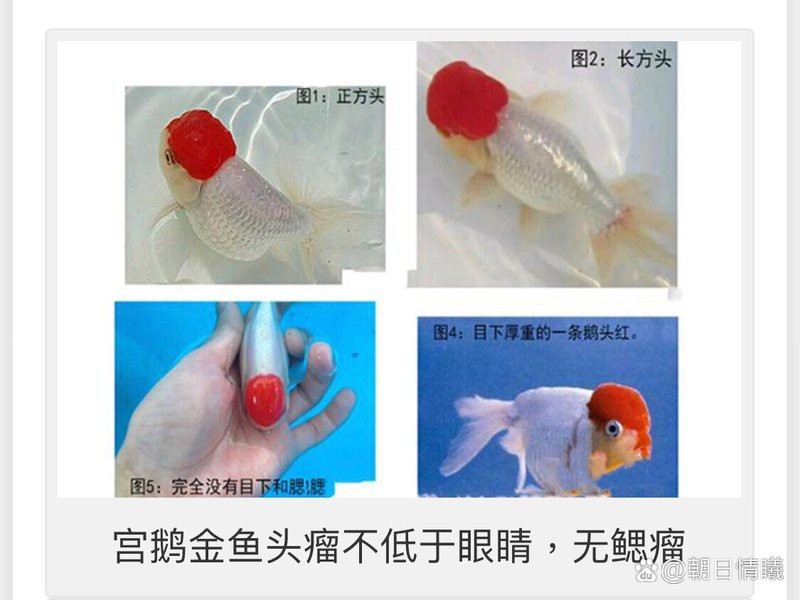 金魚的頭部為什么凸的呢？|金魚頭部凸起是什么？