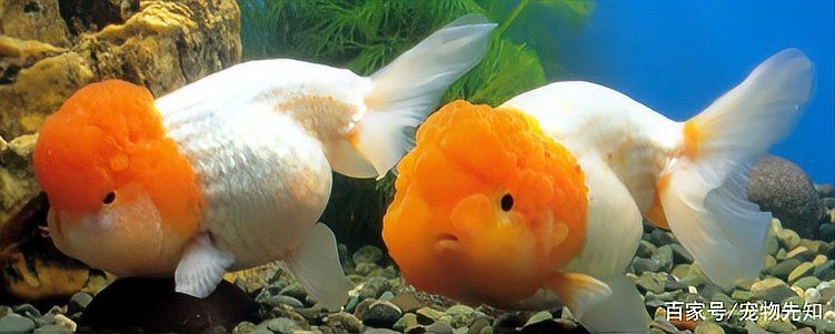 金魚的頭部為什么凸的呢？|金魚頭部凸起是什么？