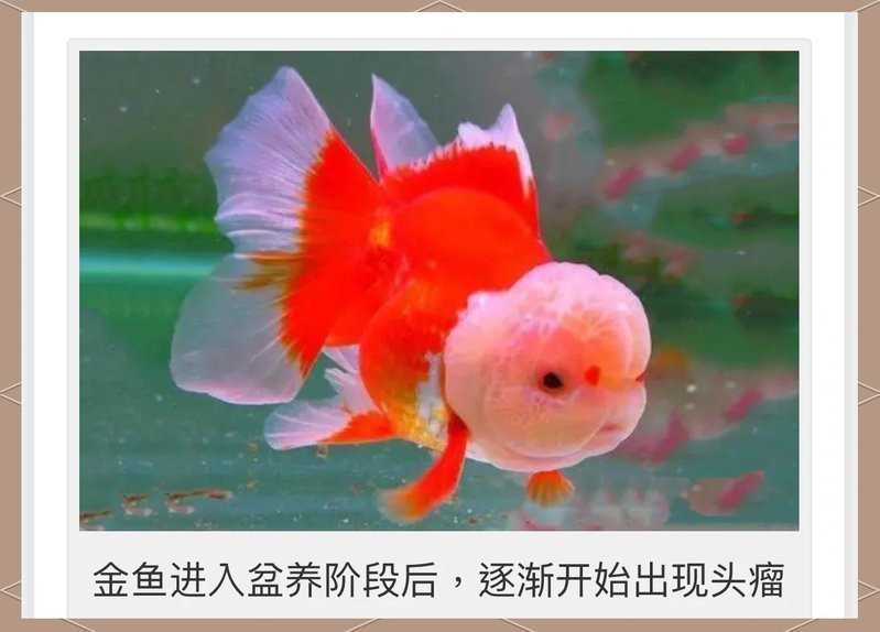 金魚的頭部為什么凸的呢？|金魚頭部凸起是什么？