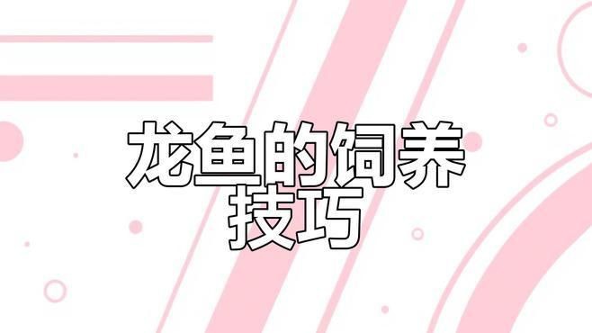 紅龍魚燈光顏色選擇|紅龍魚怎么用燈光照射)愛奇藝女紅龍魚燈光選擇技巧 龍魚百科 第4張 紅龍魚燈光顏色選擇|紅龍魚怎么用燈光照射)愛奇藝女紅龍魚燈光選擇技巧 紅龍魚燈光顏色選擇|紅龍魚怎么用燈光照射)愛奇藝女紅龍魚燈光選擇技巧 龍魚百科 第4張