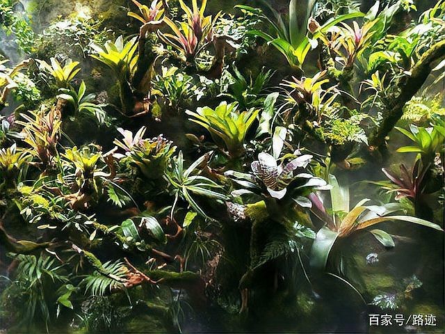 <strong><mark>青海</mark></strong>水族店|西寧海湖萬(wàn)達(dá)這家水景生態(tài)館不賣“魚(yú)缸”賣景觀路跡