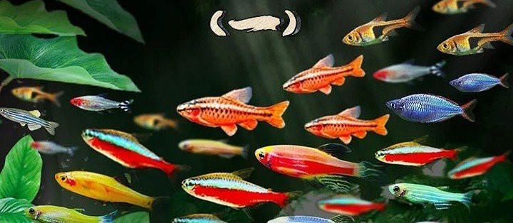 十大最佳混養熱帶魚|十大最佳混養共舞
