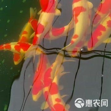 紅白錦鯉多少錢一條|如何挑選高品質(zhì)的紅白錦鯉