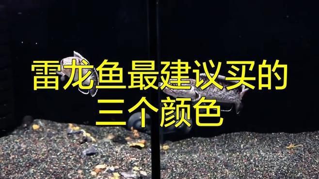 雷龍魚哪個顏色最漂亮|《雷龍魚哪個顏色最漂亮》