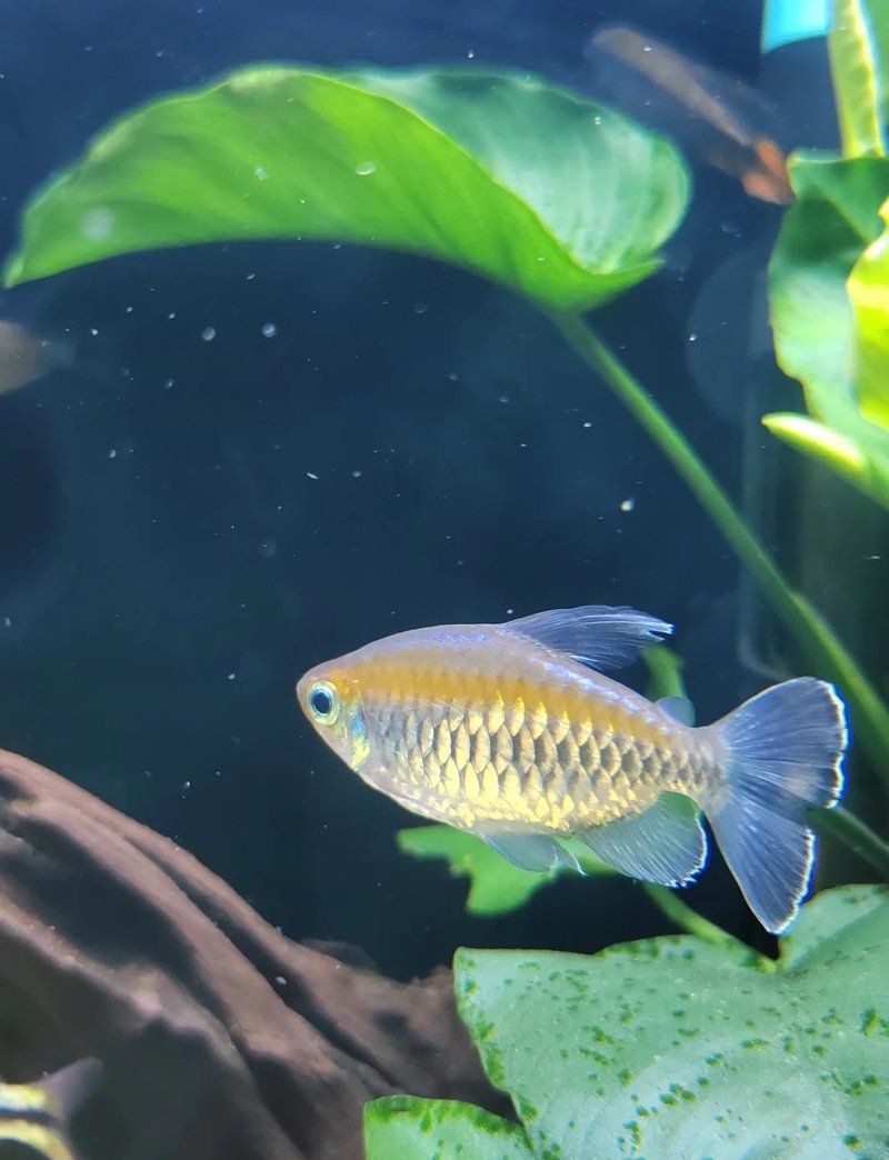紅尾美人魚最忌三種東西|關(guān)于紅尾美人魚的飼養(yǎng)禁忌
