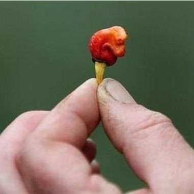 紅龍戰車超血辣椒區別|紅龍戰車與超血辣椒