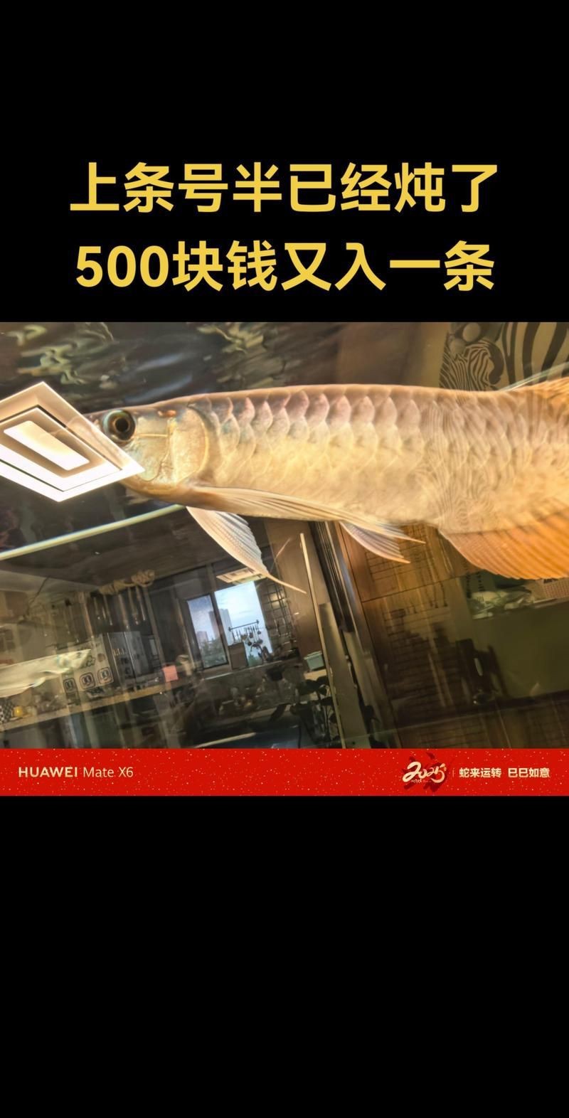 紅龍與號半的區(qū)別圖|“紅龍與號半的區(qū)別圖”主要聚焦于兩種觀賞魚的特征