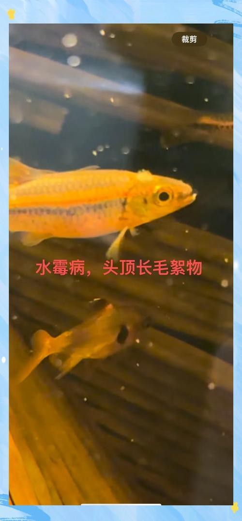 魚得水霉病圖片|喵小蚊說三農,觀賞魚水霉病的前期征兆會是什么樣