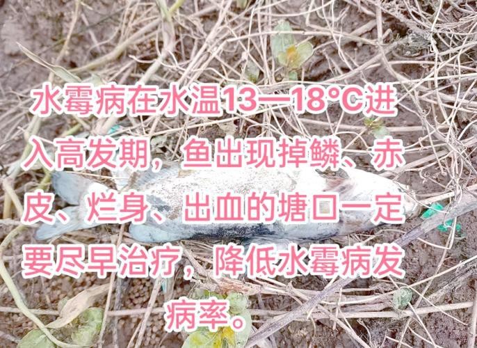 魚得水霉病圖片|喵小蚊說三農,觀賞魚水霉病的前期征兆會是什么樣