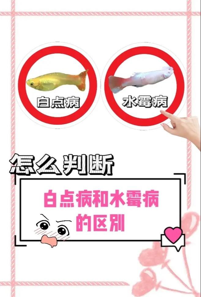 魚得水霉病圖片|喵小蚊說三農,觀賞魚水霉病的前期征兆會是什么樣