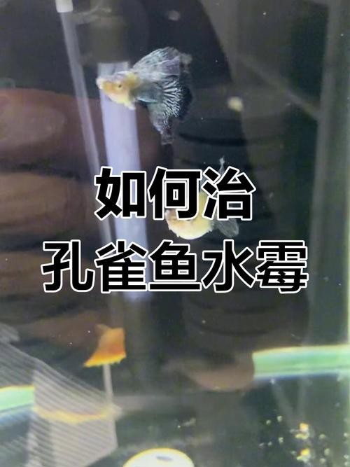 魚得水霉病圖片|喵小蚊說三農,觀賞魚水霉病的前期征兆會是什么樣