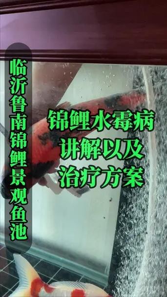 魚得水霉病圖片|喵小蚊說三農,觀賞魚水霉病的前期征兆會是什么樣