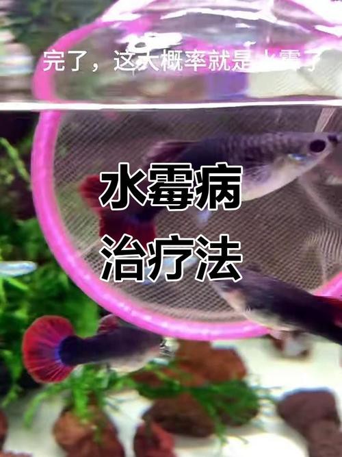 魚得水霉病圖片|喵小蚊說三農,觀賞魚水霉病的前期征兆會是什么樣