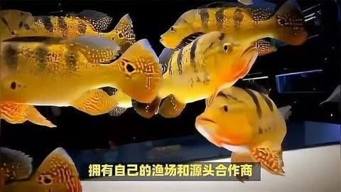 龍魚哪個漁場的最好|全球首家龍魚繁殖漁場(廣州龍魚祥龍魚場
