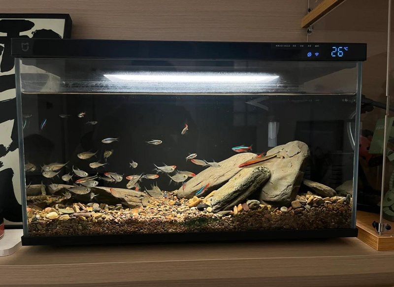 鎮坪水族店|鎮坪縣還有其他水族店嗎