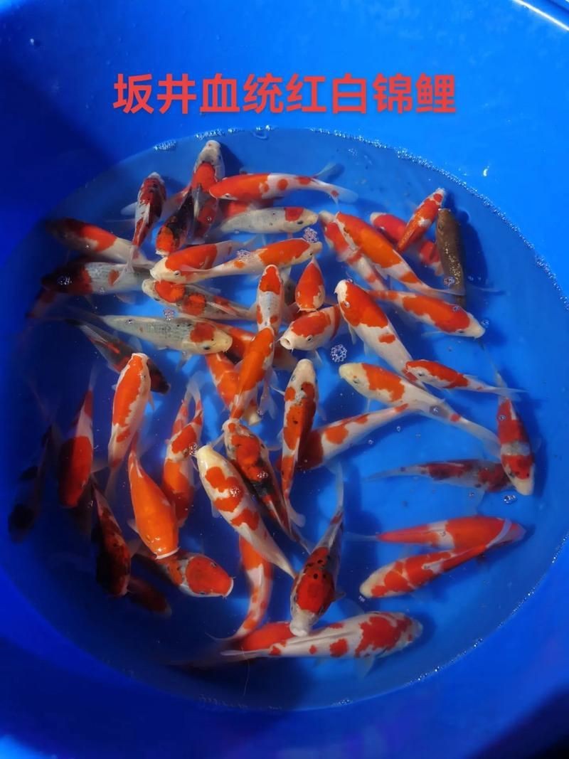 錦鯉白血圖片|《錦鯉白血圖片》