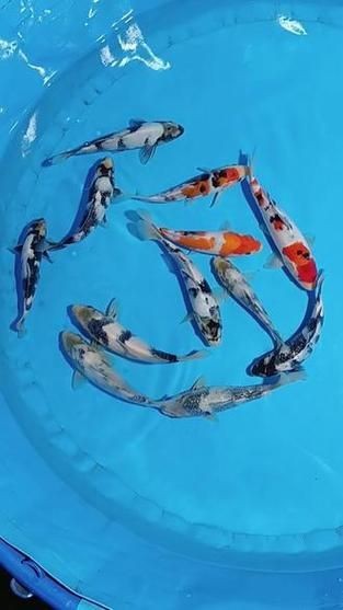 錦鯉白血圖片|《錦鯉白血圖片》