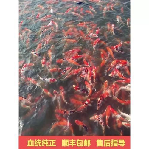 錦鯉白血圖片|《錦鯉白血圖片》