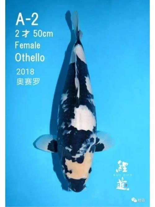 錦鯉白血圖片|《錦鯉白血圖片》