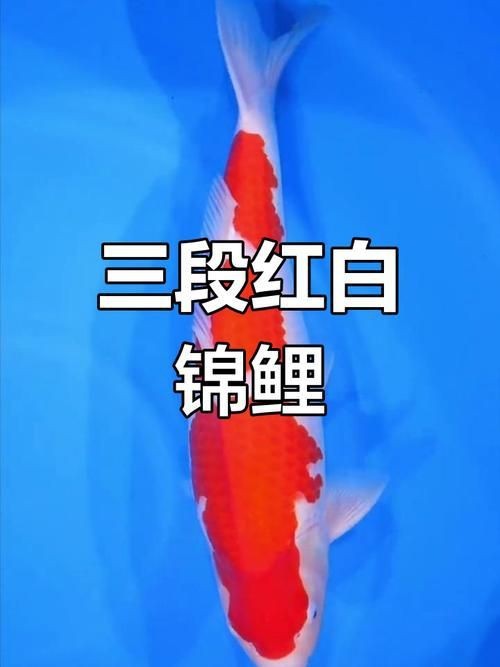 錦鯉白血圖片|《錦鯉白血圖片》