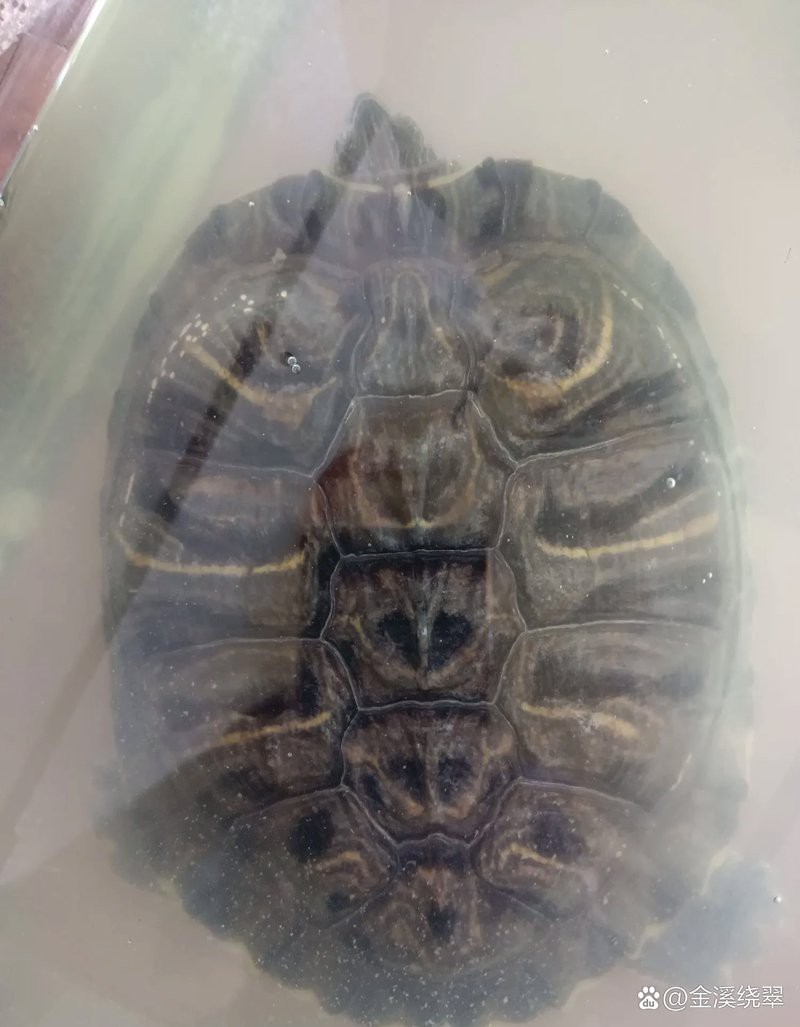 金溪水族店|北京金溪水族店