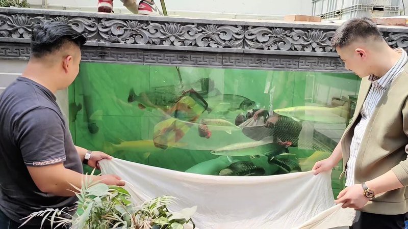 帝王魚VS巨骨舌魚|巨骨舌魚與人類有多重關(guān)聯(lián)：巨骨舌魚與人類有多重關(guān)聯(lián)