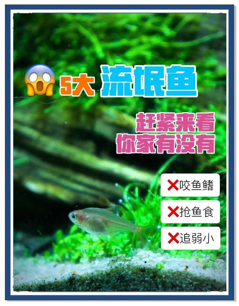 賽級(jí)藍(lán)底魚最忌三種魚|《賽級(jí)藍(lán)底魚最忌三種魚》混養(yǎng)全攻略」曼龍魚混養(yǎng)全攻略