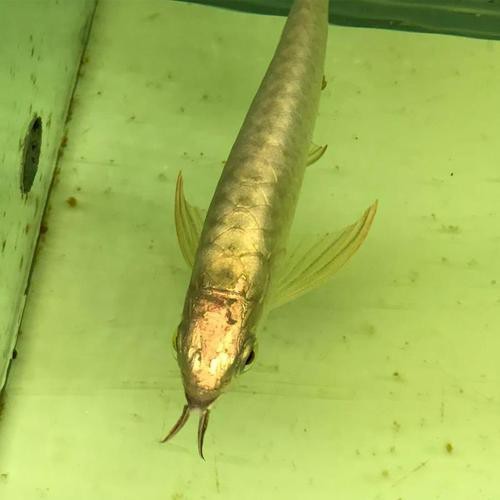 金頭過背金龍魚20公分圖片對比|20公分金頭過背金龍魚的鑒別