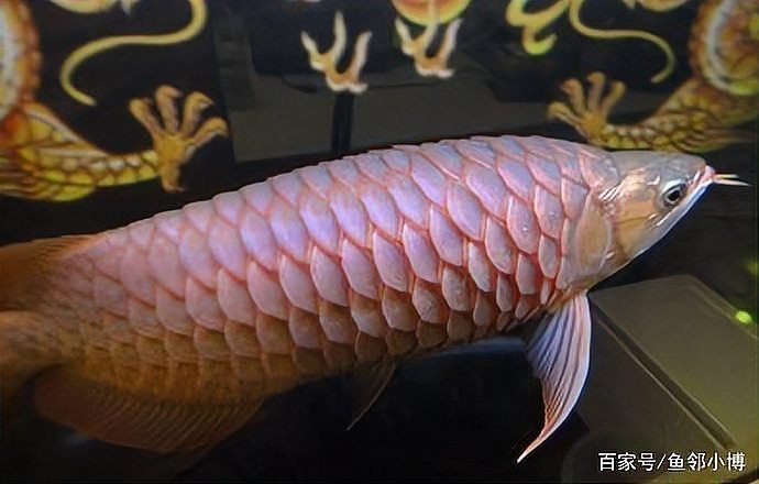龍魚立鱗是吉兆嗎|龍魚立鱗會自愈嗎