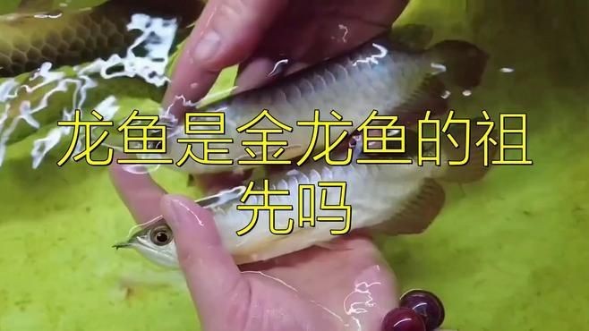 古龍魚(yú)與金龍魚(yú)區(qū)別|古龍魚(yú)與金龍魚(yú)是金龍魚(yú)的祖先嗎nova凱樞站