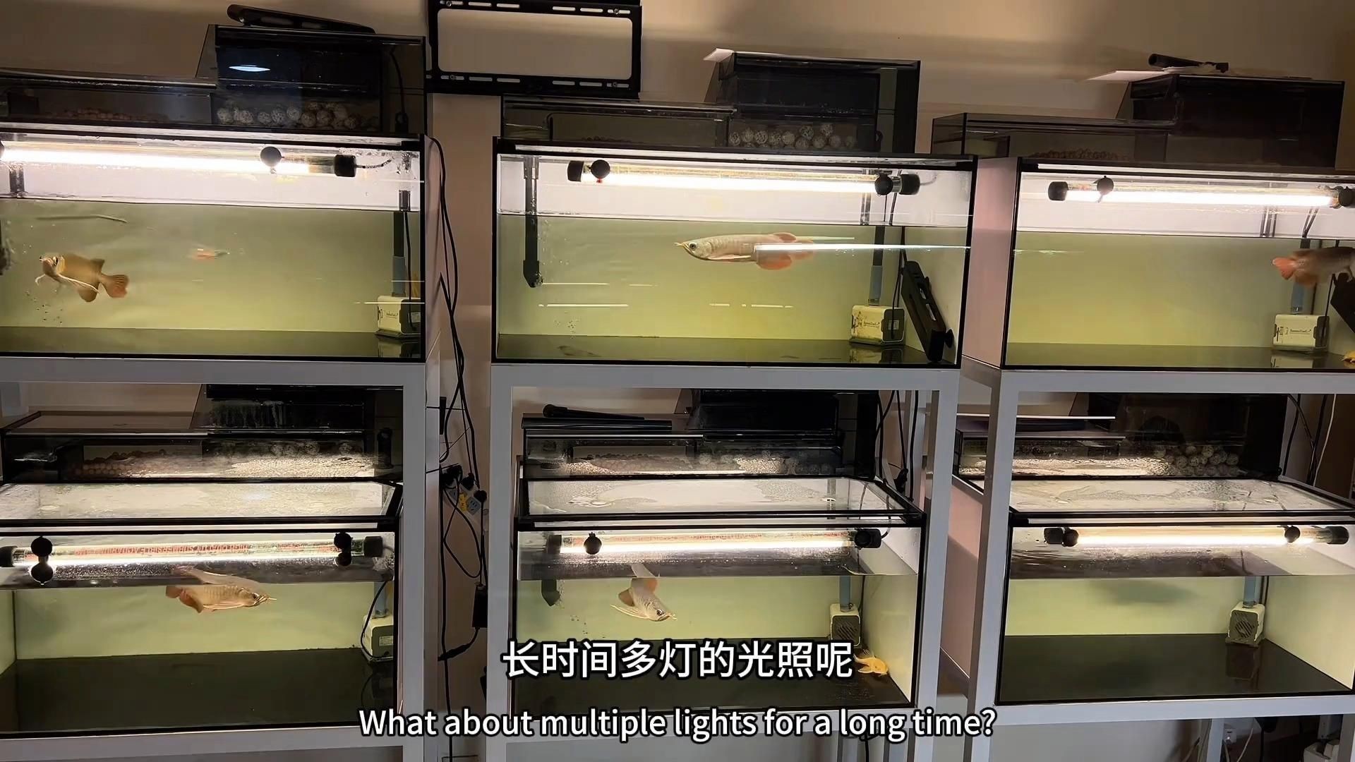 龍魚幼苗好養嗎|《龍魚幼苗好養嗎》
