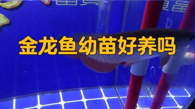 龍魚幼苗好養嗎|《龍魚幼苗好養嗎》