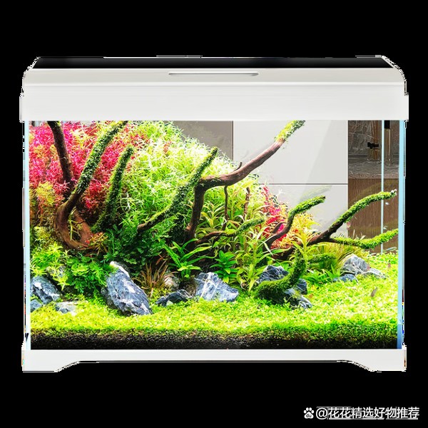 家庭魚缸種類大全|8款高性價比魚缸推薦，適合多場景使用 家庭魚缸種類大全|8款高性價比魚缸推薦，適合多場景使用 龍魚論壇 第6張