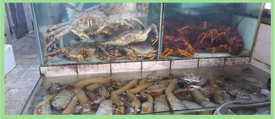 香港龍魚店|如何在香港選購高品質的龍魚