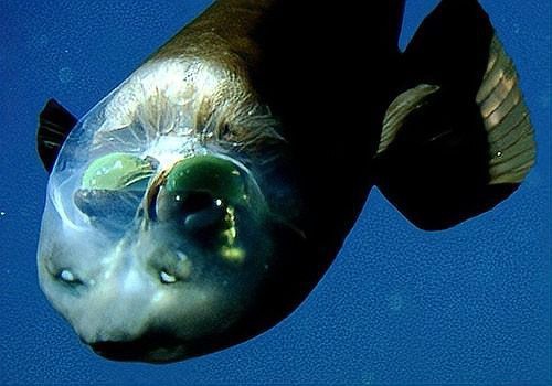 海洋十大不明生物|梓源五一動植物科普:海洋十大神秘生物的綜合性介紹