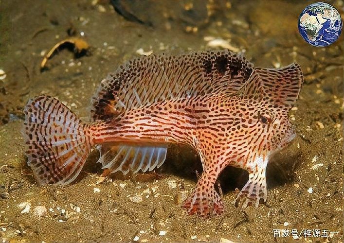海洋十大不明生物|梓源五一動植物科普:海洋十大神秘生物的綜合性介紹 海洋十大不明生物|梓源五一動植物科普:海洋十大神秘生物的綜合性介紹 龍魚論壇 第6張