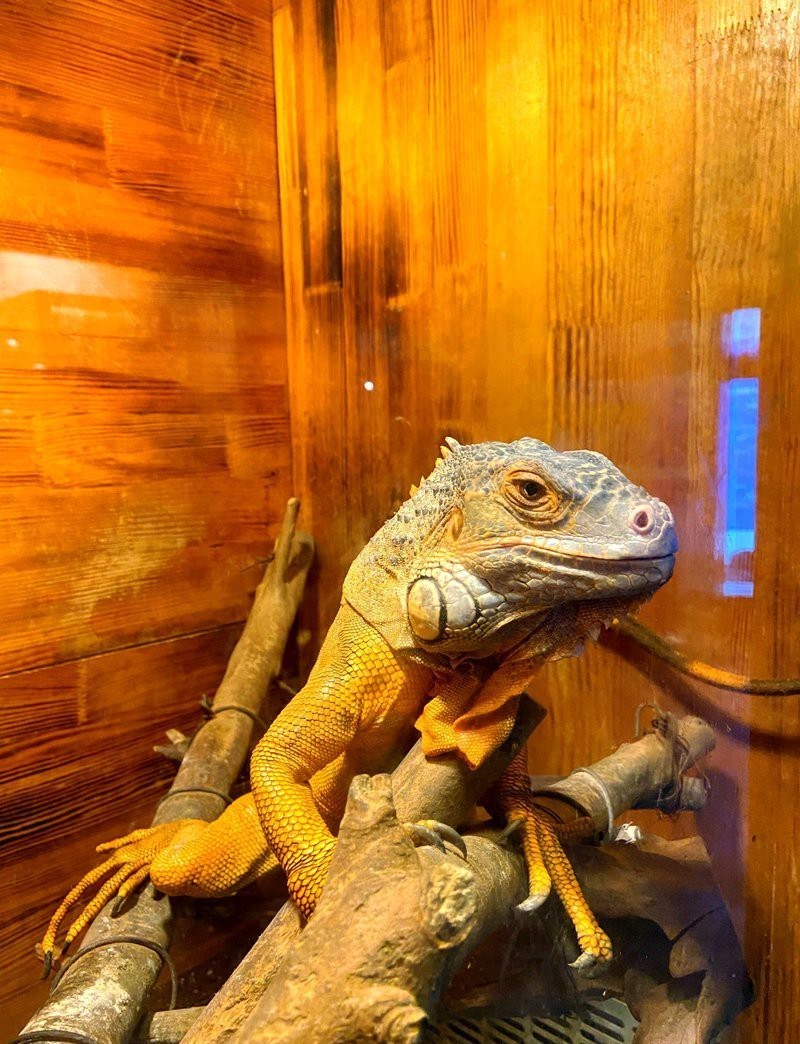 龍門水族店|全國多家\