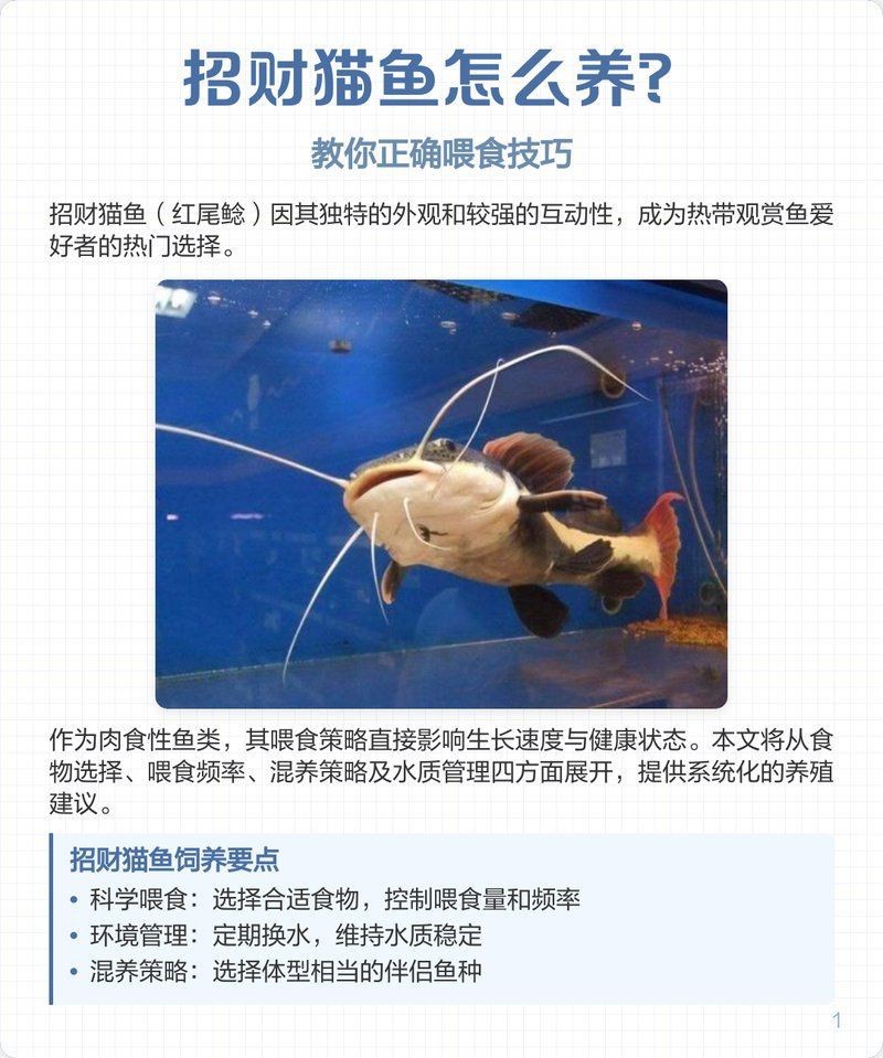 狗仔招財(cái)貓魚最簡(jiǎn)單三個(gè)步驟|狗仔招財(cái)貓魚最簡(jiǎn)單三個(gè)步驟展開(kāi)，清晰且易于操作