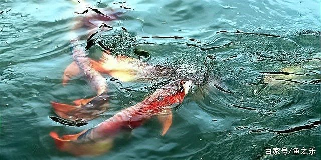 老吳說龍魚最經(jīng)典十句話|《吳老吳說龍魚最經(jīng)典：\”十句話”