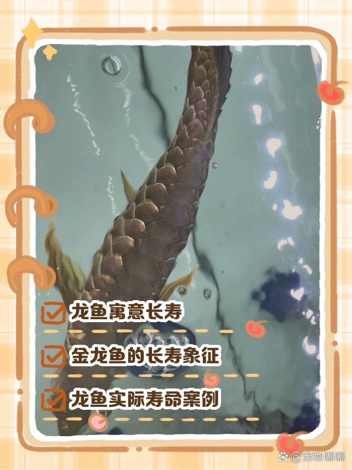 老吳說龍魚最經(jīng)典十句話|《吳老吳說龍魚最經(jīng)典：\”十句話”
