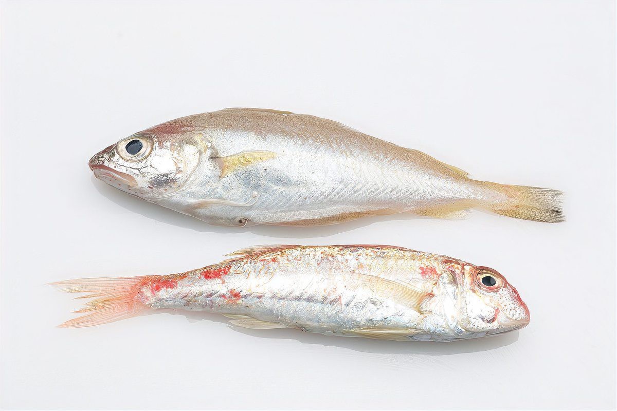 四種人不宜吃雪龍魚|養殖雪龍魚不宜吃雪安全 四種人不宜吃雪龍魚|養殖雪龍魚不宜吃雪安全 龍魚論壇 第3張