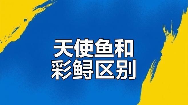 綠老虎天使魚活體七彩裙魚|養(yǎng)魚小知識：天使魚與彩裙魚的真相