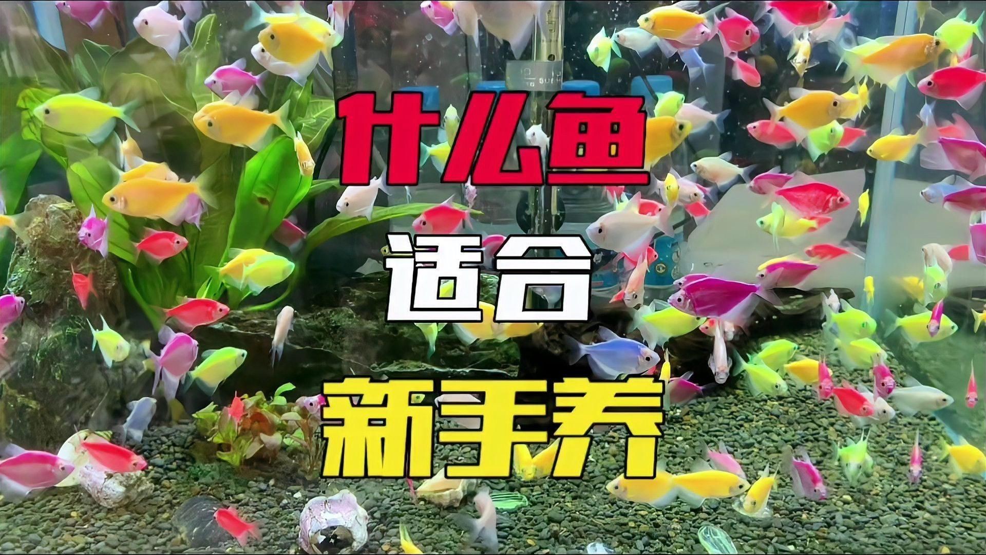 綠老虎天使魚活體七彩裙魚|養(yǎng)魚小知識：天使魚與彩裙魚的真相