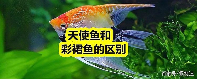 綠老虎天使魚活體七彩裙魚|養(yǎng)魚小知識：天使魚與彩裙魚的真相