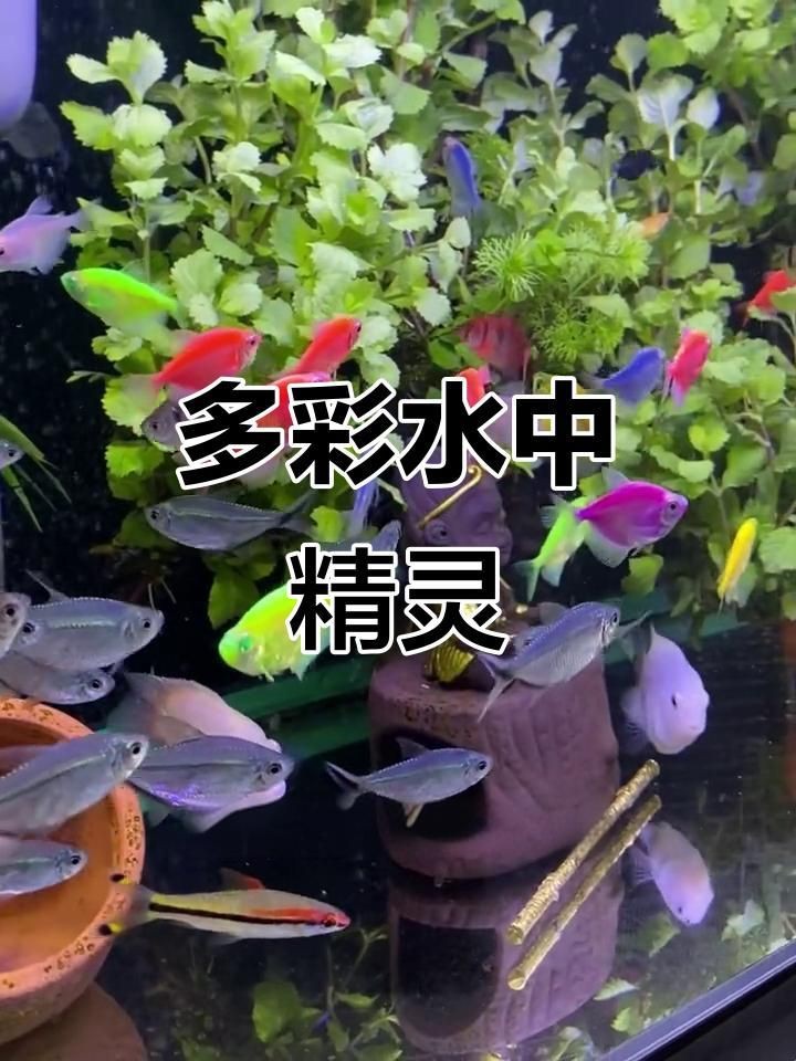 綠老虎天使魚活體七彩裙魚|養魚小知識：天使魚與彩裙魚的真相