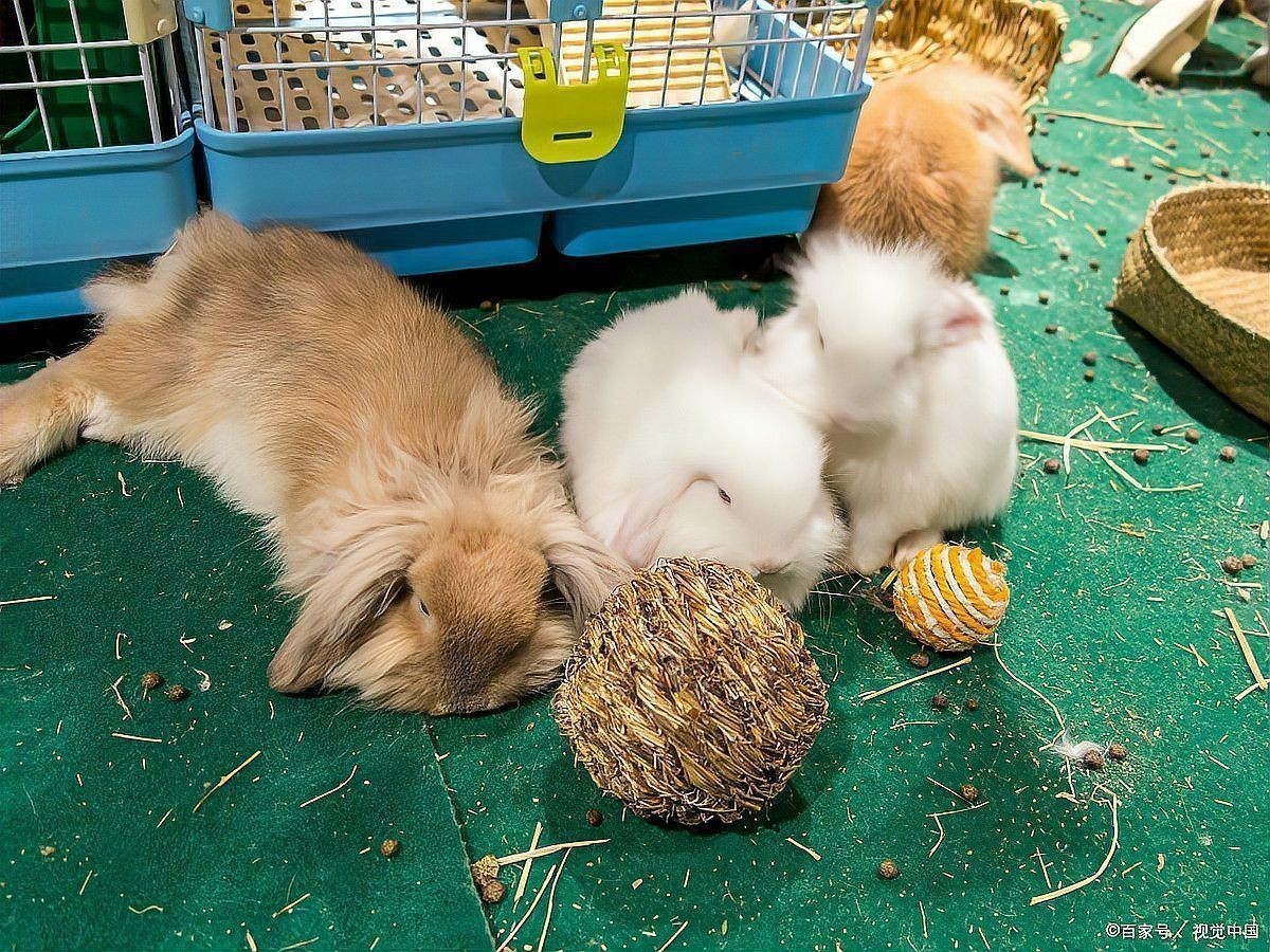 龍貓需要多大的籠子？|養龍貓需要注意哪些細節