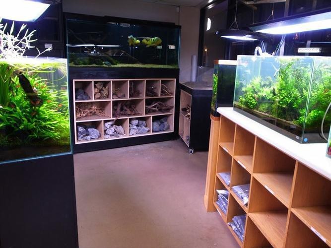 水族店實體店如何生存|水族店實體店生存之道 水族店實體店如何生存|水族店實體店生存之道 龍魚論壇 第4張