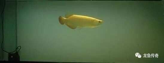 龍魚圖片 價格|揭秘龍魚價格體系，養(yǎng)魚說，龍魚價格大揭秘